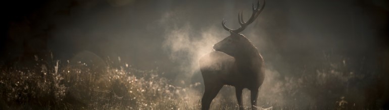 Le chant des forêts