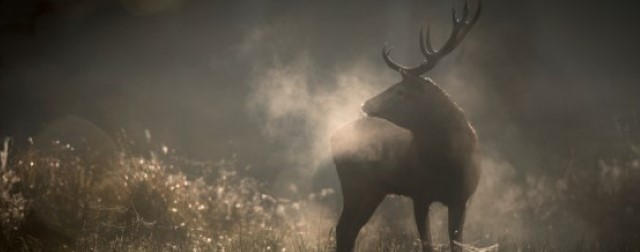 Le chant des forêts