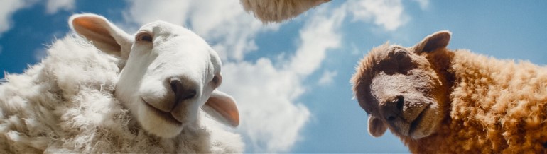 The Sheep Detectives